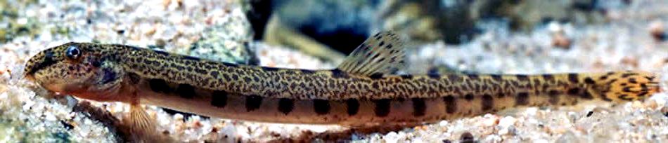 Cobitis calderoni_03.jpg